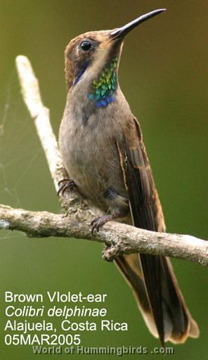 Hummingbird Garden Catalog: Brown Violet-Ear